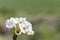 Flowers and buds of fruit trees in spring