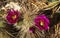 Flowers and Buds of the Hedgehog Cactus Bloom widescreen