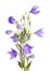 Flowers, buds and leaves of balloon flower on white