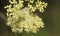 Flowers and buds of mead wort (Filipendula ulmaria)