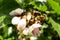 Flowers and buds of Millettia pinnata Pongam oiltree