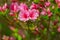 Flowers and Buds of Mountain Pink Azalea