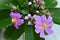 Flowers and buds of Pereskia Grandifolia