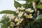 Flowers and buds of Plumeria alba