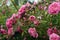 Flowers and buds Rose with pink petals