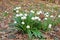 Flowers and buds of snowdrops with white petals and green leaves