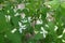 Flowers and buds of white bush honeysuckle