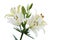 Flowers and buds of White Daylily isolated on white background.