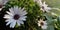 Flowers and buds of white dimorphotheca ecklonis or pluvialis.Osteospermum Cape Daisy Polar Star,annual ornamental plant