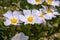 Flowers and buds of a white field rose - Rosa arvensis