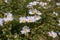 Flowers and buds of a white field rose - Rosa arvensis