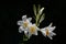 Flowers and buds of a white lily on a black background
