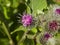 Flowers and buds on Wooly or Downy Burdock, Arctium tomentosum, macro, selective focus, shallow DOF