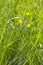 Flowers and buds of yellow buttercups in fresh springtime grassland