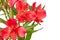 Flowers bunch from several red alstroemeria