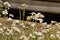 Flowers and a butterfly - Front view - France