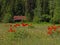 Flowers and Cabin