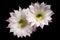 Flowers of the Cactus Echinopsis Oxygona