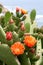 Flowers of cactus in Spain