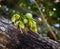 Flowers on calabash tree