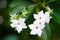 Flowers of a Calabash Tree