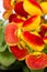 Flowers Calceolaria in red and yellow colors with copy space