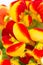 Flowers Calceolaria in red and yellow colors with copy space
