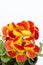 Flowers Calceolaria in red and yellow colors with copy space