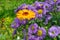 The flowers Calendula and blooming Erigeron