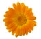 Flowers Calendula Calendula officinalis, garden marigold, English marigold . Medicinal herb. Selective focus