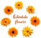 Flowers of calendula closeup, isolated objects set