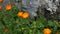 Flowers Calendula officinalis on the flowerbed near the house. F