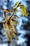 Flowers of California Black Oak, Quercus kelloggii