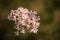 Flowers of California Buckwheat