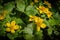 Flowers of Caltha.