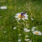 FLOWERS CAMOMILE MEADOW AND BUTTERFLY ON THE MISSED GREEN BACKG