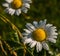 FLOWERS CAMOMILE MEADOW ON THE MISSED GREEN BACKGROUND