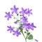 Flowers campanula muralis