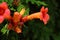 Flowers campsis with buds and rain drops