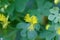 Flowers of a canary creeper, Tropaeolum peregrinum