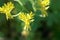 Flowers of a canary creeper, Tropaeolum peregrinum