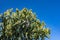 Flowers of Canary island spurge on sky background. Flowering prickly succulent