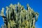 Flowers of Canary island spurge on sky background. Flowering prickly succulent