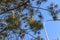 Flowers - candles appeared on a pine in the spring