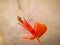 Flowers of capparis blooming on a gray background