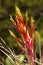 Flowers of the cardinal air plant in Florida`s Everglades.