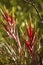 Flowers of the cardinal air plant in Florida`s Everglades.