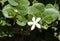 Flowers of Carissa Grandiflora