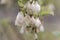 Flowers of a Carolina silverbell, Halesia carolina