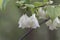 Flowers of a Carolina silverbell, Halesia carolina